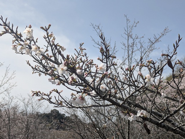 大島桜のつぼみ