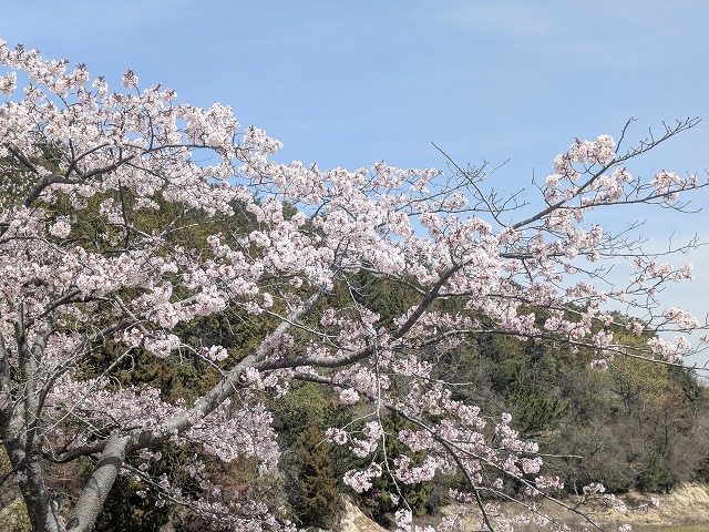 大島桜のつぼみ