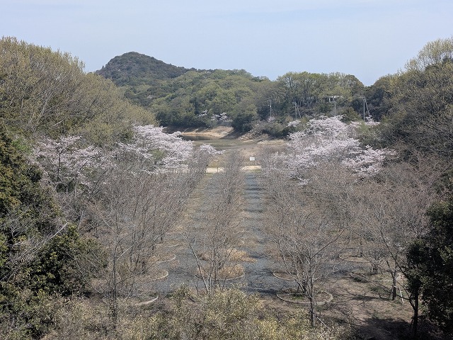 大島桜のつぼみ